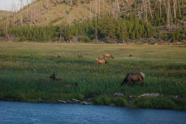 A small herd of elk graze by the Yellowstone River